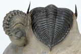 Zlichovaspis Trilobite With Reedops - Atchana, Morocco #210283-4